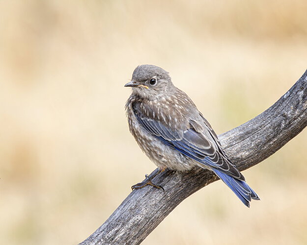 Newly Minted Western Bluebird