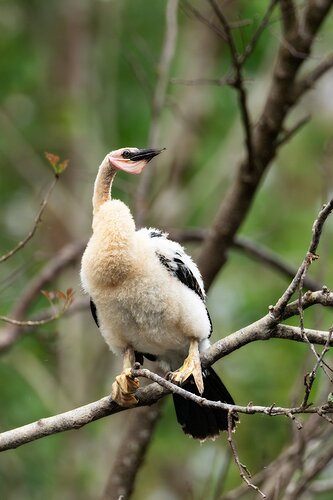 ImmatureAnhinga.jpg