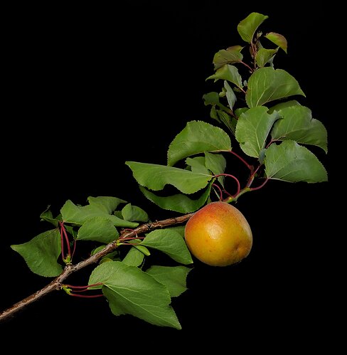 Crop APRICOT-BRANCH-052822