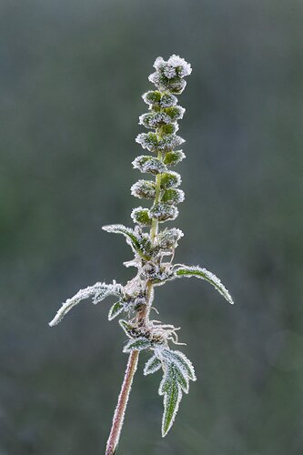 CommonRagweed1020_65A1381ACRtcdclj2