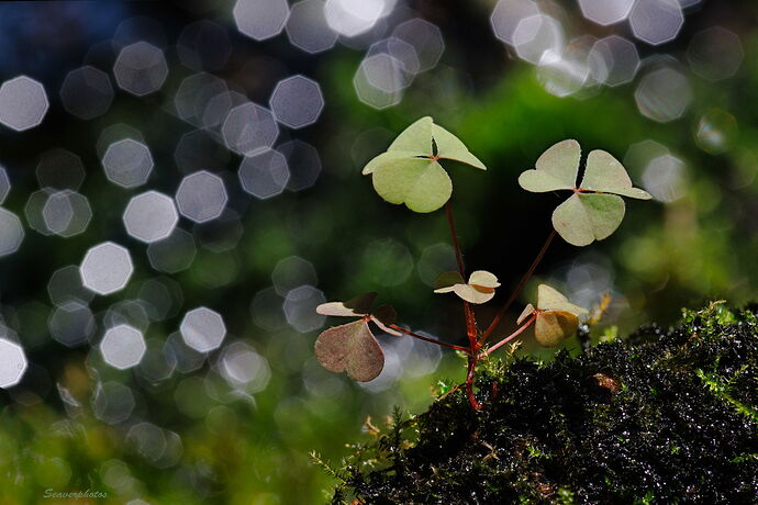 On the Stream's Edge.jpg