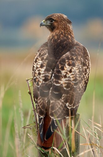 Red-tailed Hawk on a Post