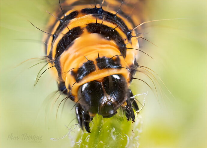 Original - cinnabar moth caterpillar 3k20260714-IMG_3210.jpg