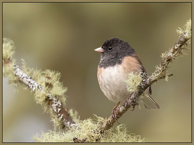 Dark-eyed Junco2-NPN.jpg
