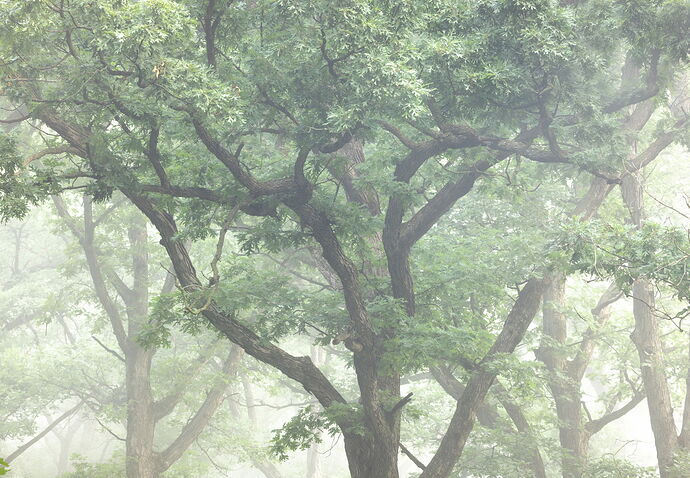 Branching Out.jpg