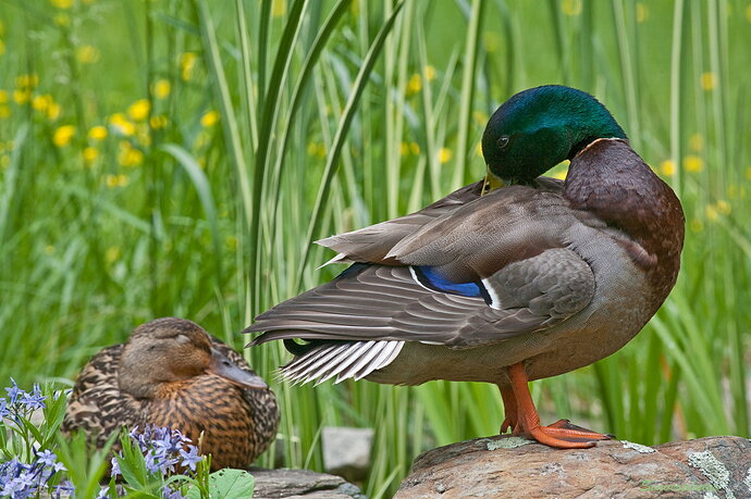 Mallards in my yard.jpg
