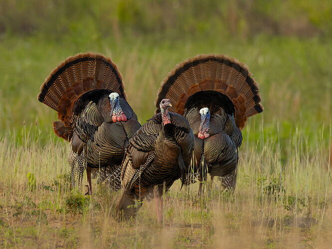 Wild Turkey 4.jpg