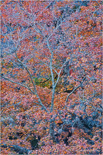 Dry-Bones-10306A700-25