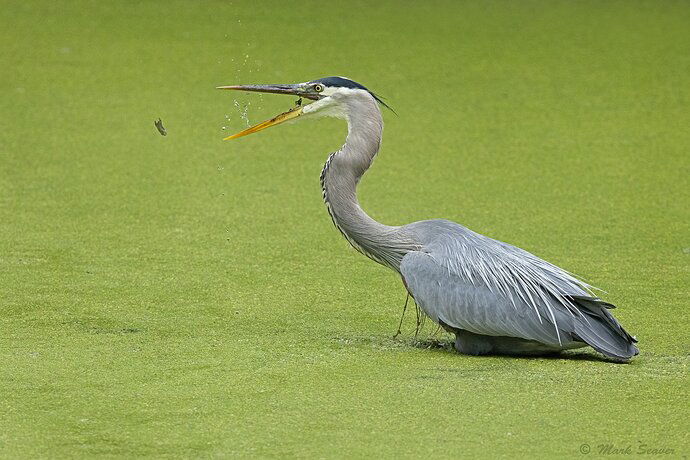 Attempted Escape-5.jpg