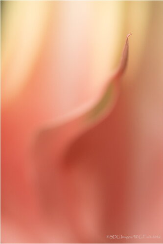 Ascendant-69571A7r3-26.jpg