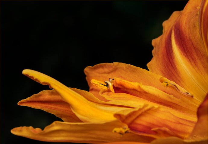 Original - Day Lily 20260709-DSC04548.jpg