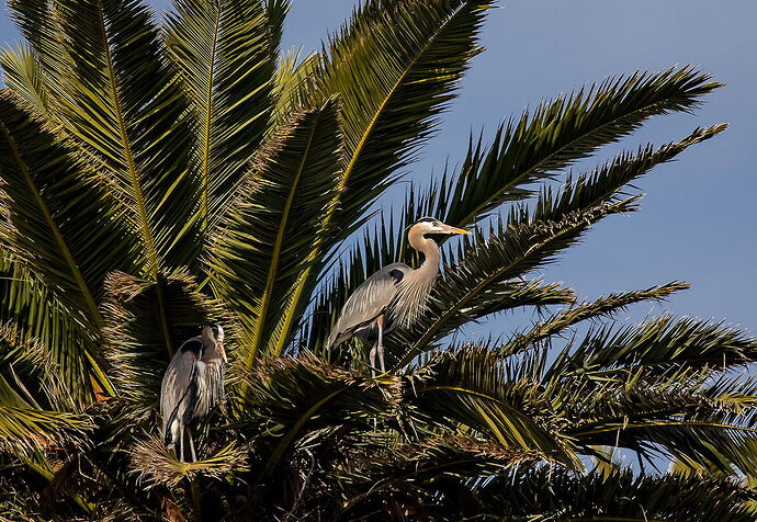 BolsaGBHPairinPalm_DxO