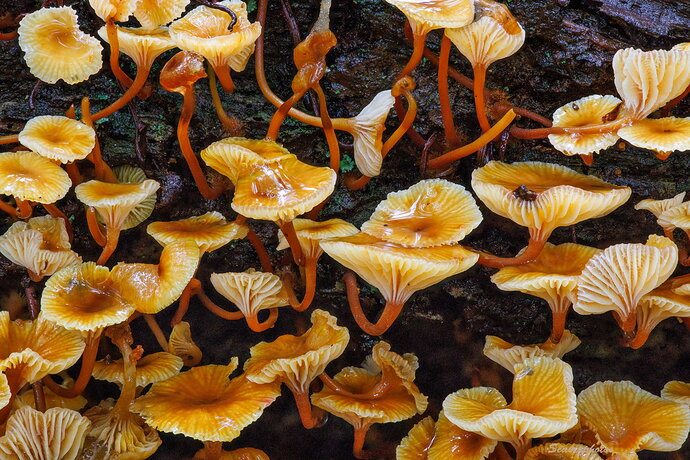Original - Mycena, after it rained.jpg