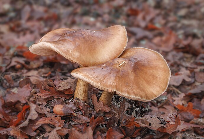 Mushrooms in the rain