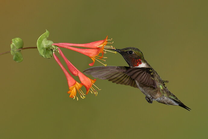 Ruby-throated Hummingbird 110