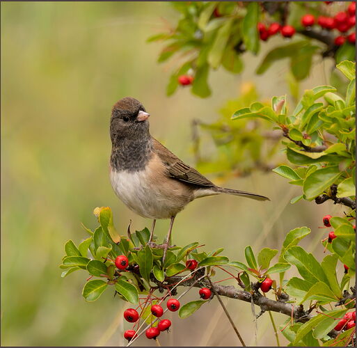Dark-eyed Junco #3-NPN.jpg
