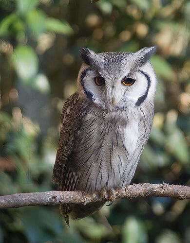 Owl (365 of 1)-2
