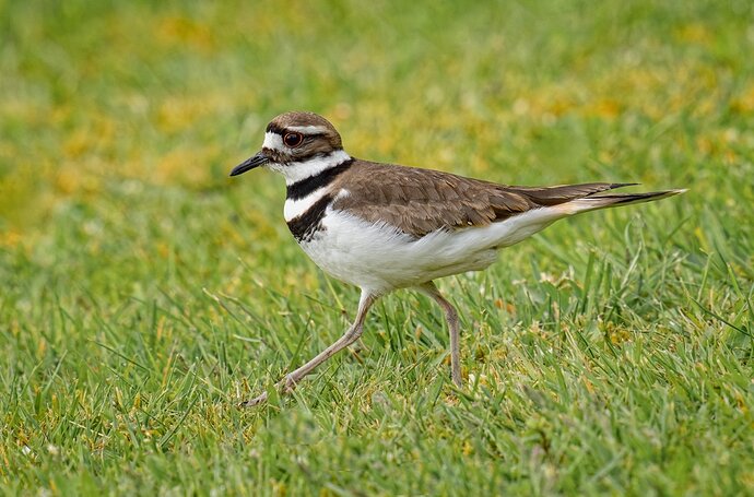 Killdeer