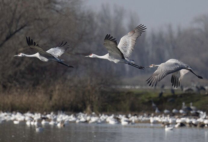 Sandhill Trio