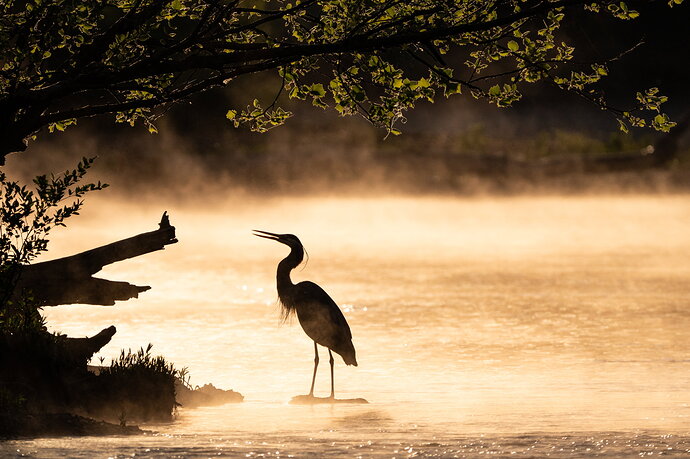 Foggy River NPN.jpg