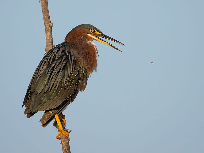 Green Heron 81.jpg