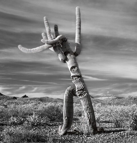 Saguaro c.JPG