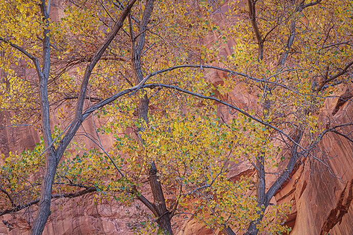 Cottonwood Cacophony copy2