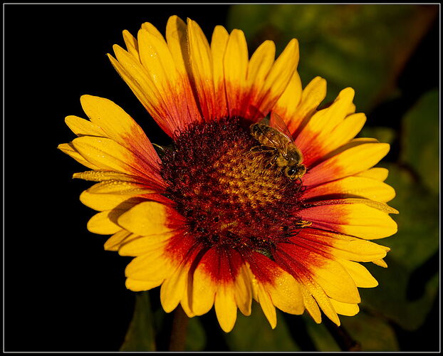 Indian Blanket-NPN.jpg