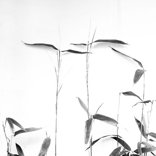 untitled-2NPNWebLrg-NPNWebLrg 4.9mb-2.jpg