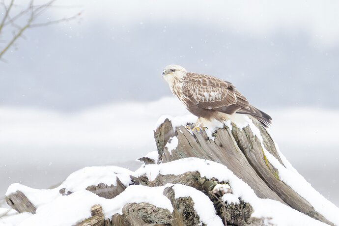 Rough-legged Hawk