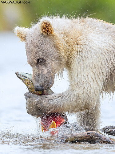 Original - bearalaskapeninsulabrown0826alaska659.jpg