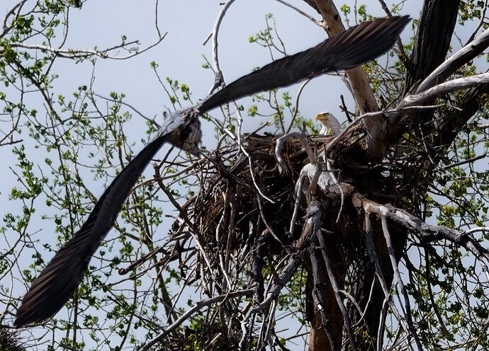 Rookery-1,-4-28-26.jpg