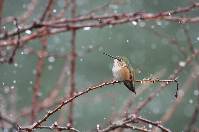 Hummingbird - Dainiel - NPN - AS edit 2 small