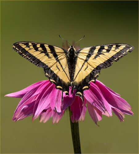 Original - -20260704-_SA15379-bees and butterflies-DxO_DeepPRIME 3-Edit.jpg