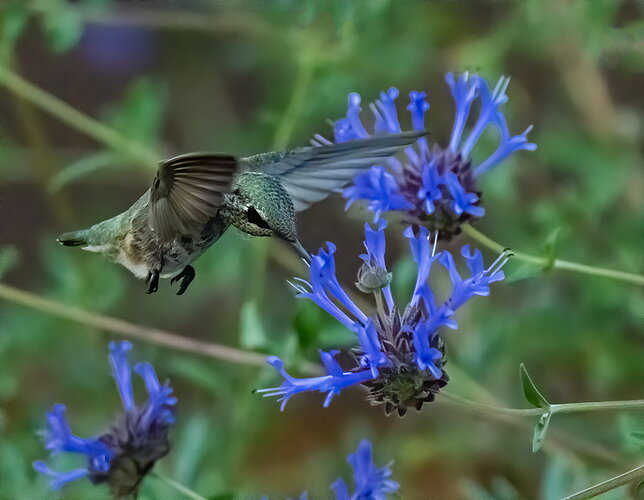 Sage Hummer