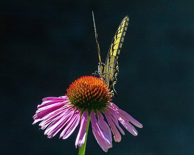 Eastern Tiger Swallowtail