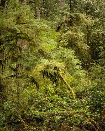 Ostrich in the Rainforest :)