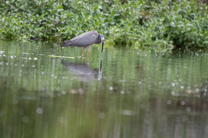 original heron