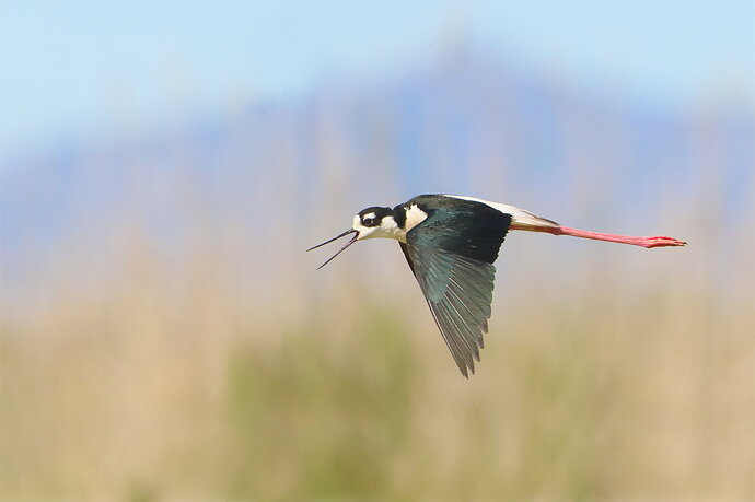 Stilt-1