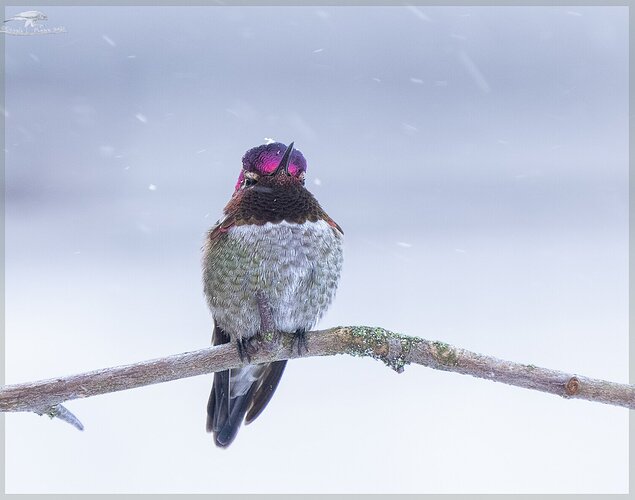 Winter Hummingbird