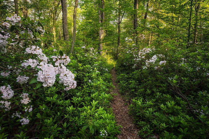 Landscape-Photography-Chrissy-Donadi-NPN-AMA-Spoonwood-of-Medicine