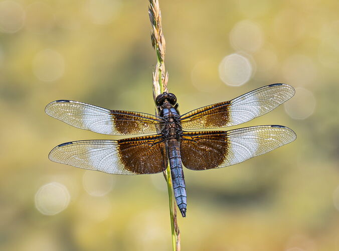 WidowSkimmer.jpg