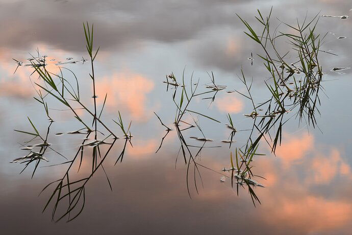 Pastel Stems