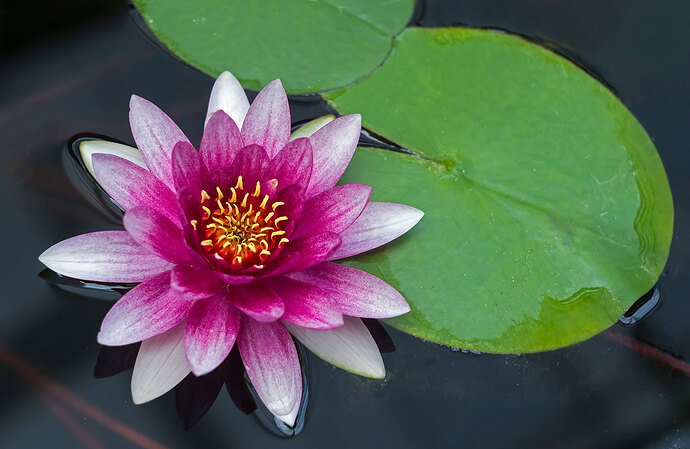 Revision 1 - Water-Lily-revised.jpg