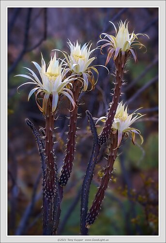 Cereus-2021
