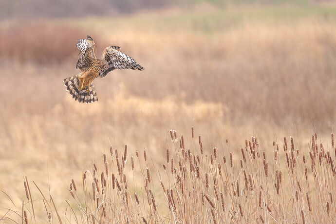 20250113-0480-Female Northern Harrier