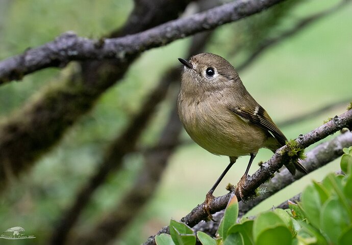 Ruby-crowned Kinglet