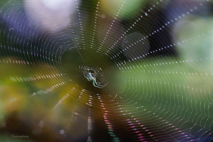 Web with Diffraction.jpg