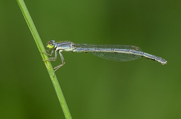 Damselfly1