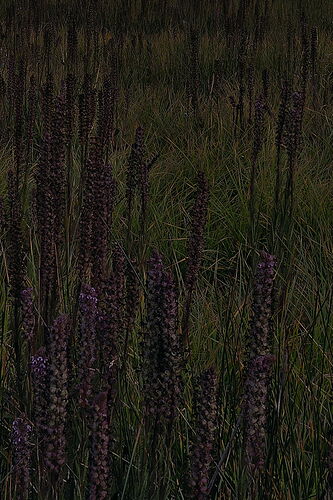 stalks